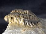 Coltraneia oufatensis MORZADEC 2001 - Bild © FossNet FossilienStore